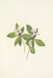 Fleur de cornouiller du Canada Cornus canadensis - Mary Vaux Walcott — weergave van het kunstwerk