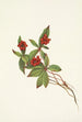Fruit de cornouiller du Canada Cornus canadensis - Mary Vaux Walcott — weergave van het kunstwerk