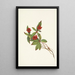 Fruit de cornouiller du Canada Cornus canadensis - Mary Vaux Walcott — ingelijst kunstwerk aan de muur