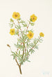 Potentille arbustive Potentilia fruticosa - Mary Vaux Walcott — weergave van het kunstwerk