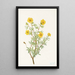 Potentille arbustive Potentilia fruticosa - Mary Vaux Walcott — ingelijst kunstwerk aan de muur