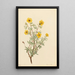Potentille arbustive Potentilla fruticosa - Mary Vaux Walcott — ingelijst kunstwerk aan de muur