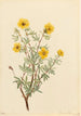 Potentille arbustive Potentilla fruticosa - Mary Vaux Walcott — weergave van het kunstwerk
