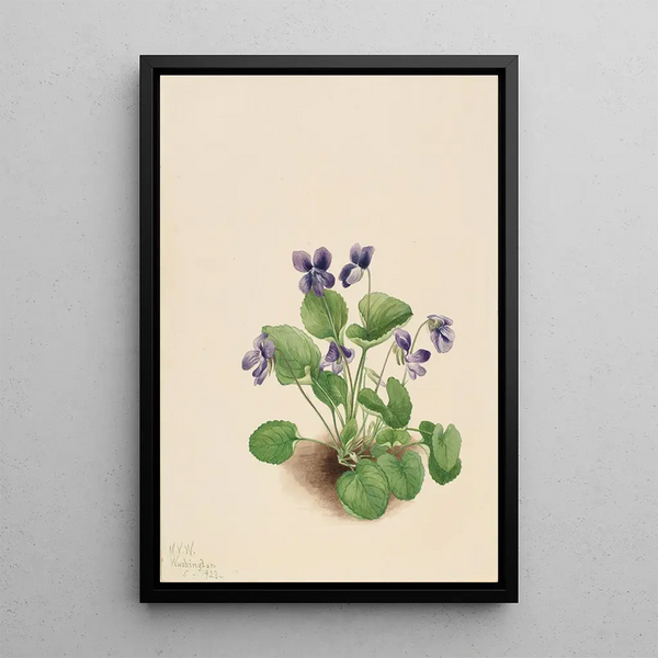 Mary Vaux Walcott - Butterfly Violet Viola papilionacea.webp