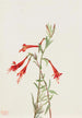 Fuchsia de Californie Zauschneria californica - Mary Vaux Walcott — weergave van het kunstwerk