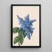 Lilas de Californie Ceanothus thyrsiflorus - Mary Vaux Walcott — ingelijst kunstwerk aan de muur