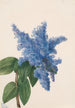 Lilas de Californie Ceanothus thyrsiflorus - Mary Vaux Walcott — weergave van het kunstwerk