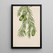 If de Californie Tumion californicum - Mary Vaux Walcott — ingelijst kunstwerk aan de muur