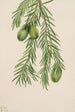 If de Californie Tumion californicum - Mary Vaux Walcott — weergave van het kunstwerk