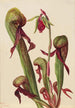 Sarracénie de Californie Chrysamphora californica - Mary Vaux Walcott — weergave van het kunstwerk