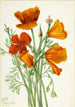 Pavot de Californie Eschscholtzia californica - Mary Vaux Walcott — weergave van het kunstwerk