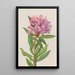 Rhododendron de Californie Rhododendron californicum - Mary Vaux Walcott — ingelijst kunstwerk aan de muur