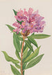 Rhododendron de Californie Rhododendron californicum - Mary Vaux Walcott — weergave van het kunstwerk