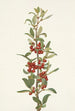 Shepherdie du Canada Lepargyrea canadensis - Mary Vaux Walcott — weergave van het kunstwerk