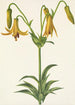 Lis du Canada Lilium canadense - Mary Vaux Walcott — weergave van het kunstwerk