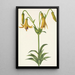 Lis du Canada Lilium canadense - Mary Vaux Walcott — ingelijst kunstwerk aan de muur