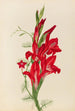 Cannas et ipomée Canna species et Ipomoea quamoclit - Mary Vaux Walcott — weergave van het kunstwerk