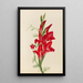 Cannas et ipomée Canna species et Ipomoea quamoclit - Mary Vaux Walcott — ingelijst kunstwerk aan de muur