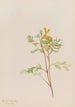Capnoides aureum - Mary Vaux Walcott — weergave van het kunstwerk