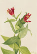 Spigélie du Maryland Spigelia marylandica - Mary Vaux Walcott — weergave van het kunstwerk