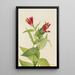 Spigélie du Maryland Spigelia marylandica - Mary Vaux Walcott — ingelijst kunstwerk aan de muur