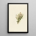 Cassiope mertensiana - Mary Vaux Walcott — ingelijst kunstwerk aan de muur