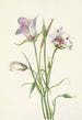 Catalina Mariposa Calochortus catalinae - Mary Vaux Walcott — weergave van het kunstwerk