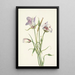 Catalina Mariposa Calochortus catalinae - Mary Vaux Walcott — ingelijst kunstwerk aan de muur