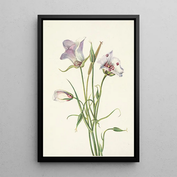 Mary Vaux Walcott - Catalina Mariposa Calochortus catalinae.webp