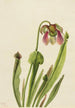 Sarracénie de Catesby Sarracenia catesaei - Mary Vaux Walcott — weergave van het kunstwerk