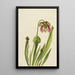 Sarracénie de Catesby Sarracenia catesaei - Mary Vaux Walcott — ingelijst kunstwerk aan de muur
