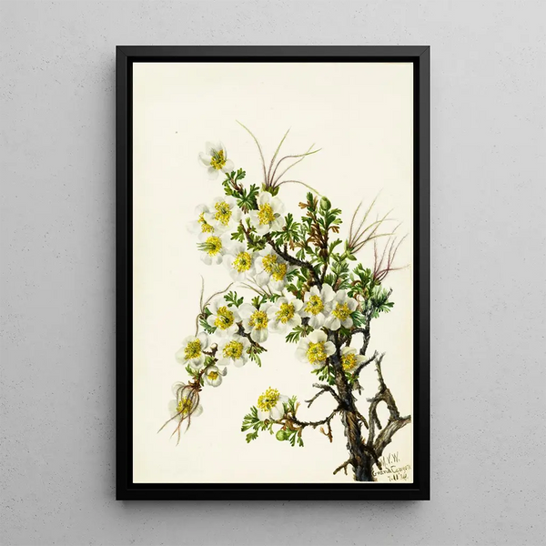 Mary Vaux Walcott - Cliffrose Cowania stanshuriana.webp