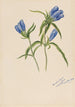 Gentiane fermée Gentiana andrewskii - Mary Vaux Walcott — weergave van het kunstwerk