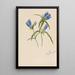 Gentiane fermée Gentiana andrewskii - Mary Vaux Walcott — ingelijst kunstwerk aan de muur