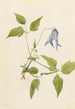 Clématite de Columbia Clematis columbiana - Mary Vaux Walcott — weergave van het kunstwerk