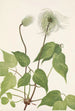 Fruit de clématite de Columbia Clematis columbiana - Mary Vaux Walcott — weergave van het kunstwerk