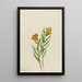 Lys de Columbia Lilium columbianum - Mary Vaux Walcott — ingelijst kunstwerk aan de muur