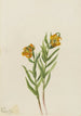 Lys de Columbia Lilium columbianum - Mary Vaux Walcott — weergave van het kunstwerk