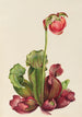Sarracénie pourpre commune Sarracenia purpurea venosa - Mary Vaux Walcott — weergave van het kunstwerk