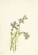 Conradina verticillata - Mary Vaux Walcott — weergave van het kunstwerk