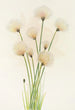 Linaigrette Eriophorum chamissonis - Mary Vaux Walcott — weergave van het kunstwerk