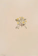 Crepis elegans - Mary Vaux Walcott — weergave van het kunstwerk