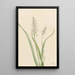 Chrosperma muscaetoxicum - Mary Vaux Walcott — ingelijst kunstwerk aan de muur