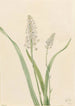 Chrosperma muscaetoxicum - Mary Vaux Walcott — weergave van het kunstwerk
