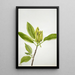 Magnolia acuminata - Mary Vaux Walcott — ingelijst kunstwerk aan de muur