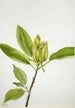 Magnolia acuminata - Mary Vaux Walcott — weergave van het kunstwerk