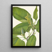 Magnolia acuminata - Mary Vaux Walcott — ingelijst kunstwerk aan de muur