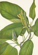 Magnolia acuminata - Mary Vaux Walcott — weergave van het kunstwerk
