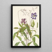 Clématite frisée Clematis crispa - Mary Vaux Walcott — ingelijst kunstwerk aan de muur