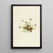 Vergerette à feuilles découpées Erigeron compositus - Mary Vaux Walcott — ingelijst kunstwerk aan de muur